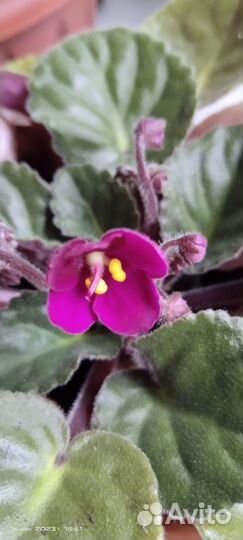 Фиалка в горшках