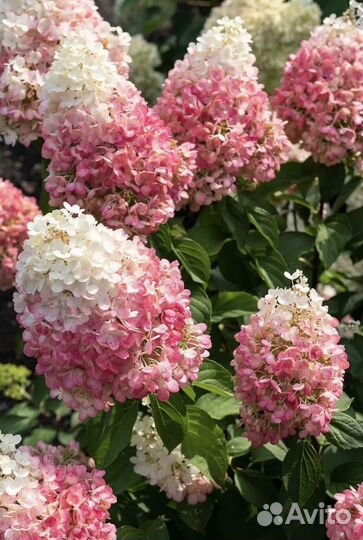 Гортензия метельчатая саженцы