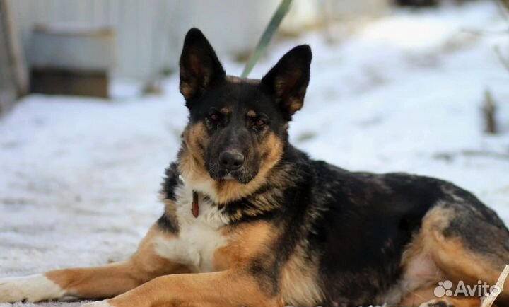 Немка Зара в дар