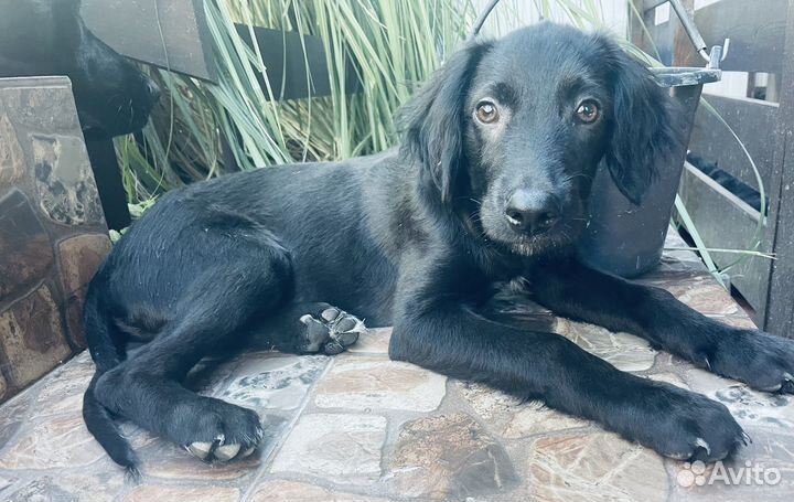 Щенок метис спаниеля