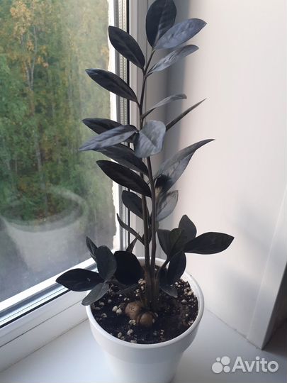 Замиокулькас +