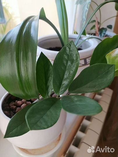 Замиокулькас и Сансевиерия (щучий хвост)в керамике