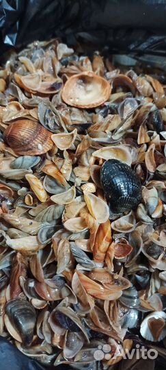 Ракушки морские