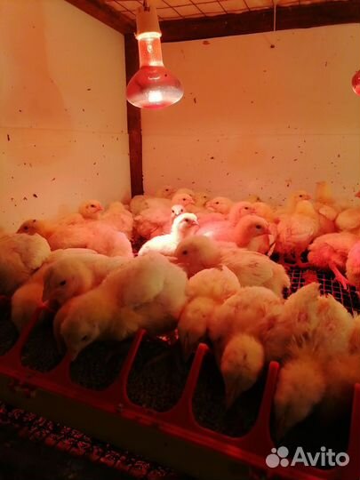 Домашняя птица