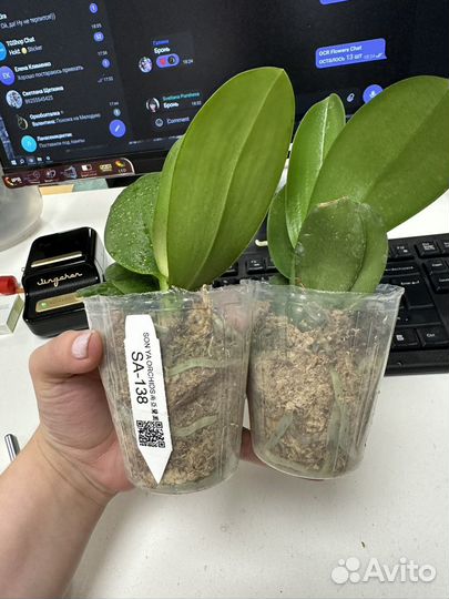 Орхидея фаленопсис бабочка SA-138