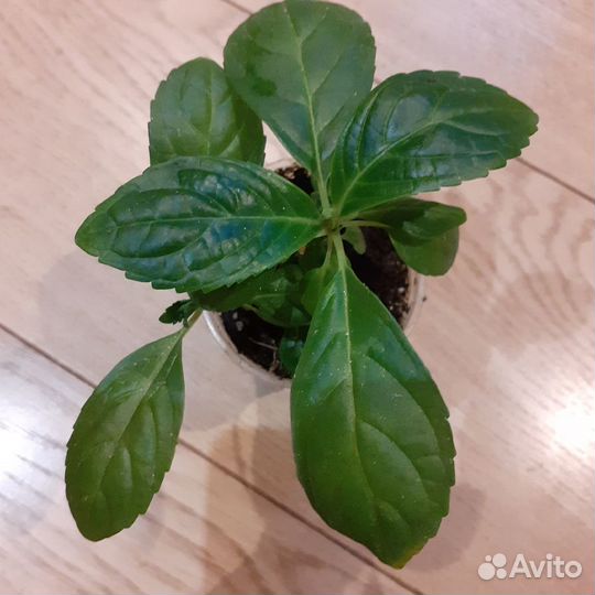 Гортензия крупнолистная Ю энд Ми Фореве