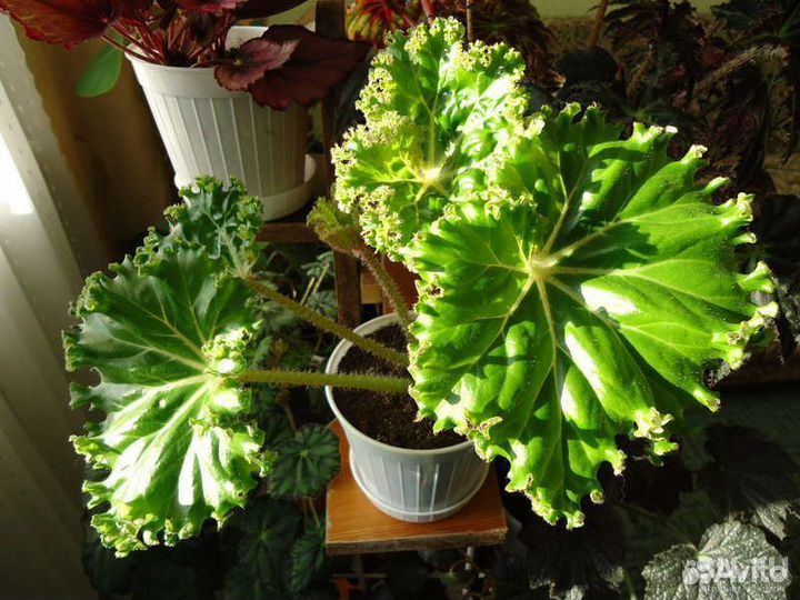 Растения комнатные разные