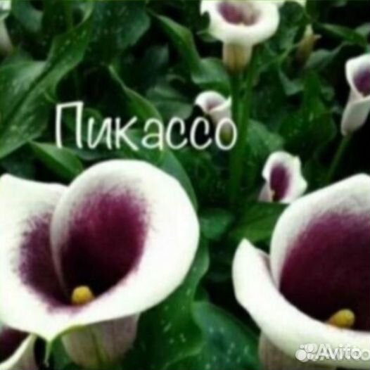 Клубни каллы