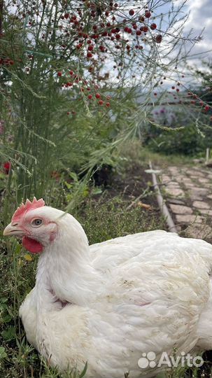 Бройлеры кобб 700