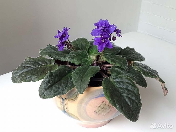 Фиалка цветущая фиолетовая