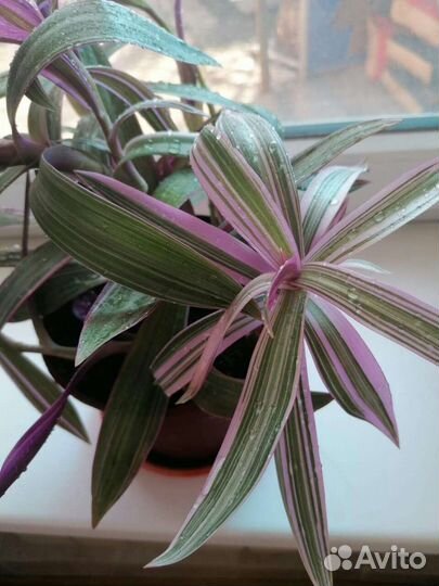 Большой рэо триколор