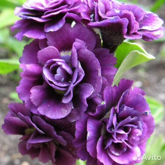 Саженцы Примула ушковая махровая в горшке доставка