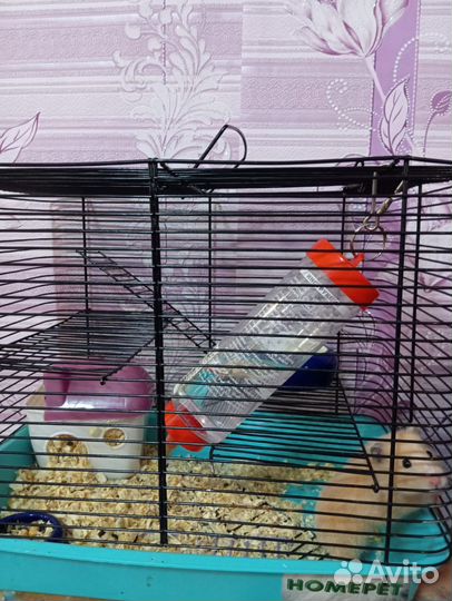 Хомяк с клеткой