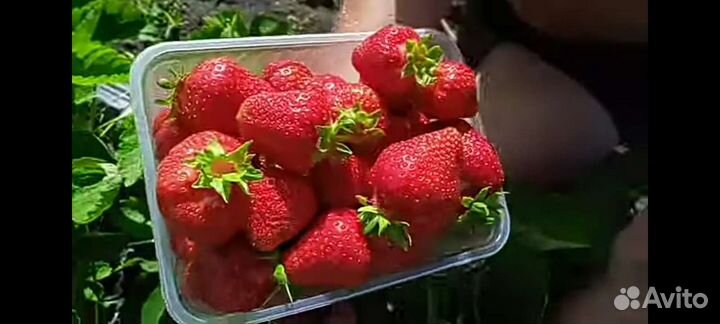 Клубника вкусняшка красавица Сандра