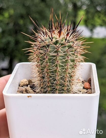 Кактусы лобивия (Lobivia) номерные