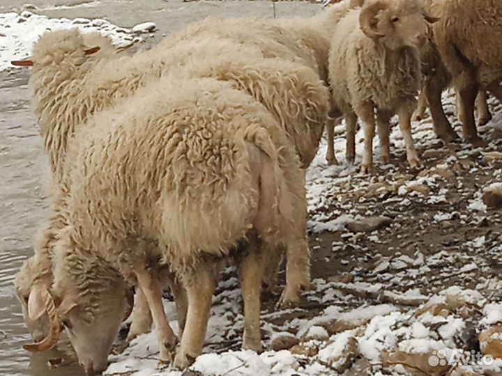 Овцы бараны