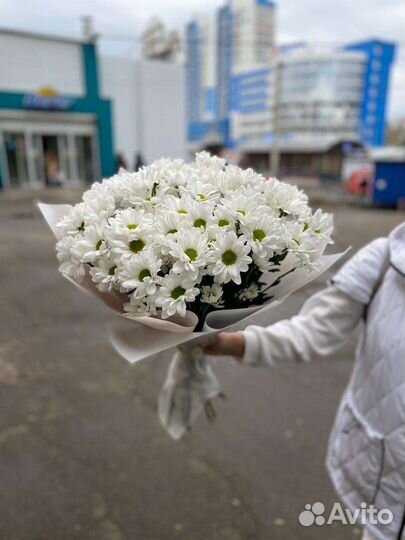 Хризантема