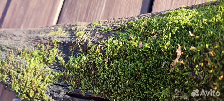 Коряга для декора