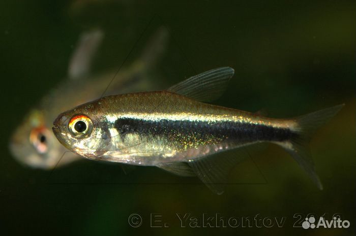 Аквариумные рыбки от производителя