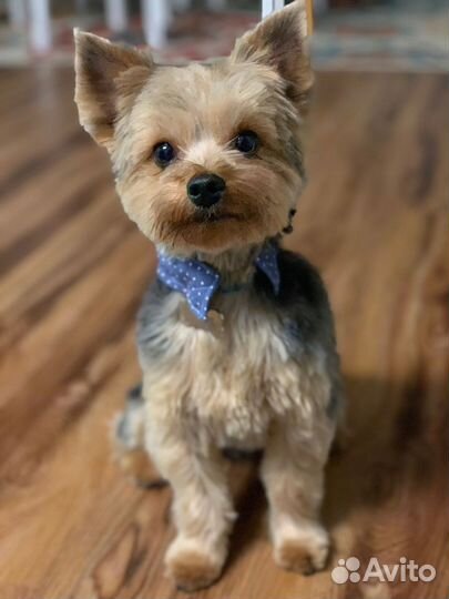 Груминг грумер стрижка собак