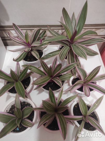 Рэо розовое