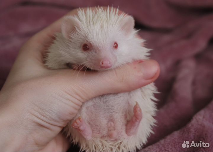 Африканский карликовый ежик