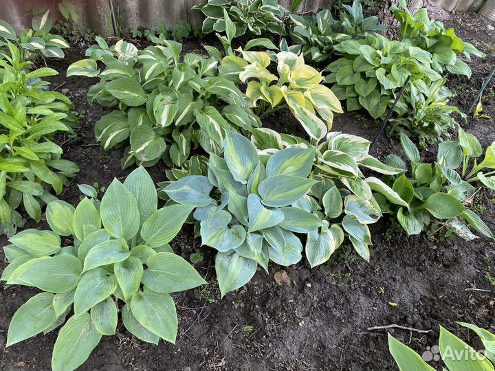 Хоста, пионы, ирисы, лилейники