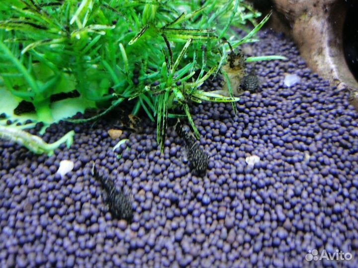 Сомики анциструсы