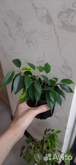 Фикус бенджамина