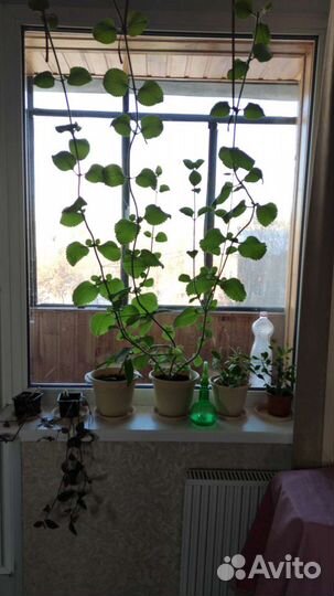 Мята комнатная