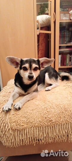 Ушастик в добрые руки