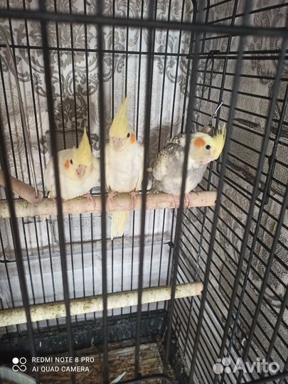 Попугай корелла птенцы