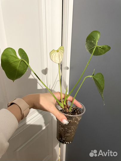 Антуриум white