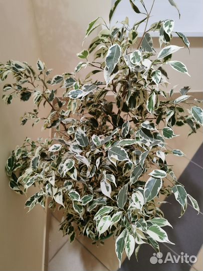 Фикус вариегатный дерево 1.5 метра
