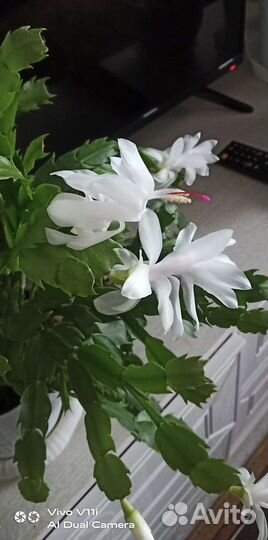 Комнатные цветы