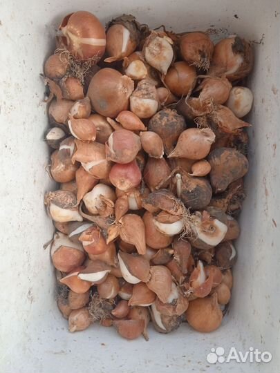 Тюльпаны сорт Парад