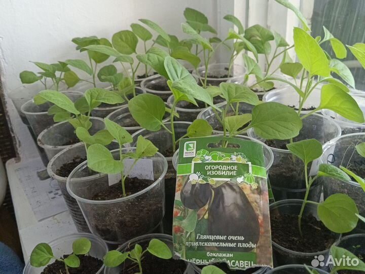 Рассада капусты, перцев, помидор, баклажанов