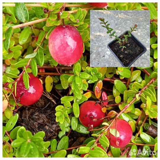 Крыжовник безшипый