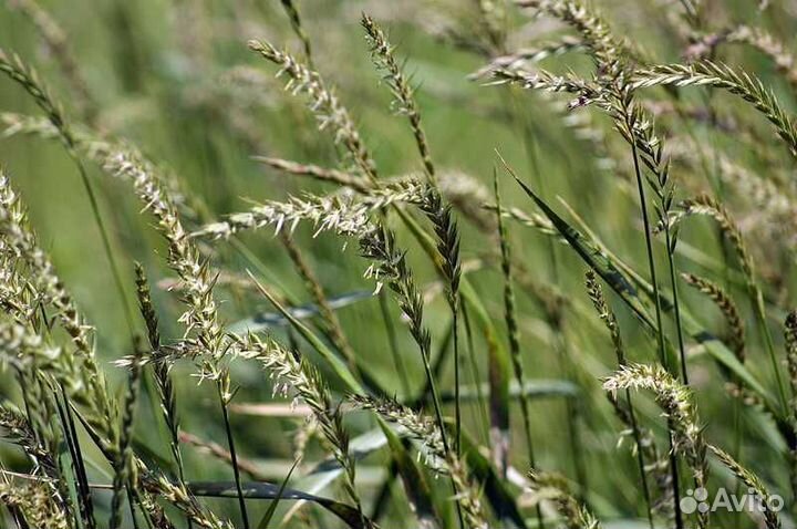Семена Пырей ползучий оптом от 100кг