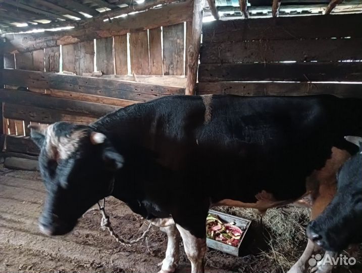 Продам бычка