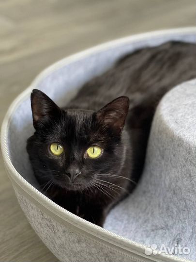 Кот в добрые руки