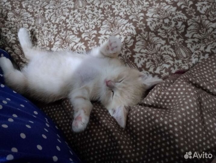 Кот в добрые руки