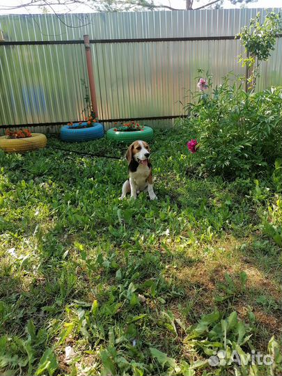 Собаки щенки бигль