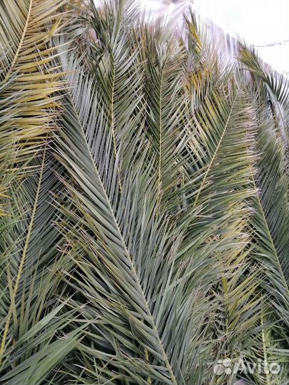 Листья пальмы Финиковая