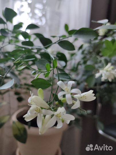 Мурайя метельчатая