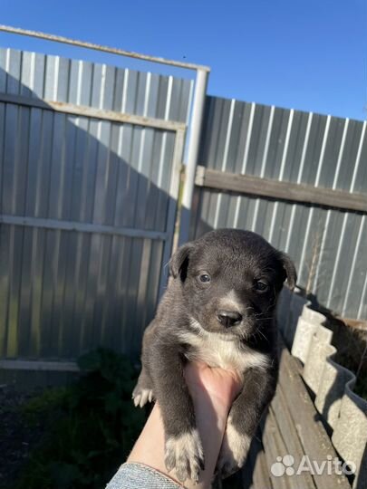 Щенки алабая