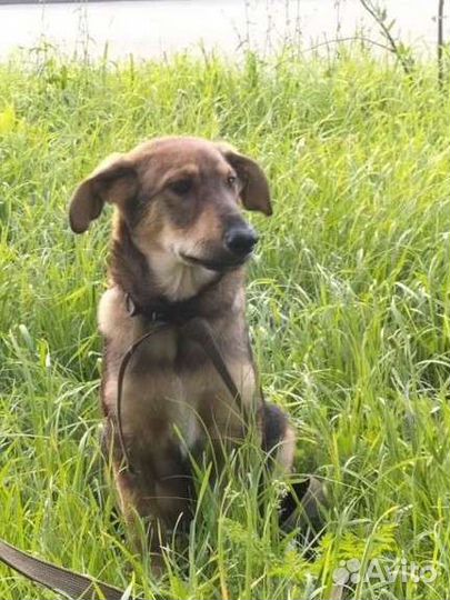 Щенок в добрые руки бесплатно