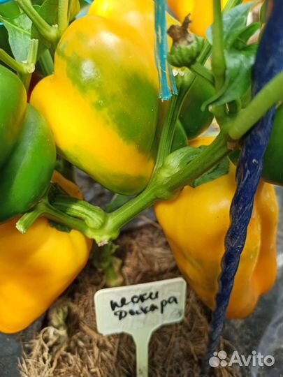 Семена перца сладкого