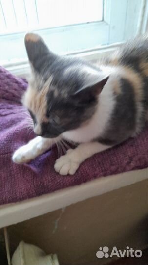 Девочка потеряшка