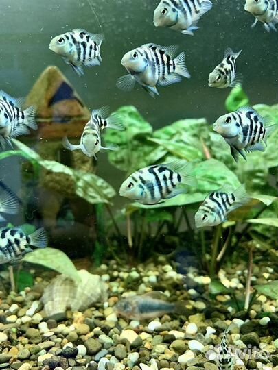 Сапфировый попугай